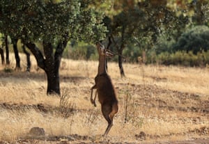 A young deer on its hind legs reaches to eat leaves from a tree