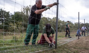 People build a metal fence to try to keep out African Swine Fever, on the border between eastern Germany and western Poland