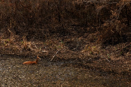 A deer in a pond surrounded by dried out foliage