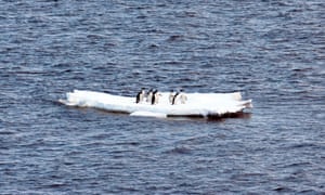 penguins in Antarctic