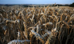 Genetically modified wheat 3500.jpg?width=300&quality=85&auto=forma