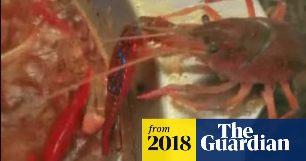 Crayfish becomes online hero by detaching claw to escape boiling soup