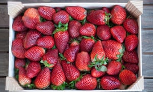 Image result for Unlike many fruits, strawberries don't continue to ripen after being picked.
