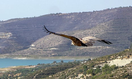 A Griffon vulture flies after being released from a holding pen in the highlands of Limassol, Cyprus.