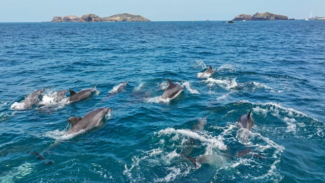 Could giving this pod of dolphins the same legal rights as humans help keep them safe? Could giving this pod of dolphins the same legal rights as humans help keep them safe?