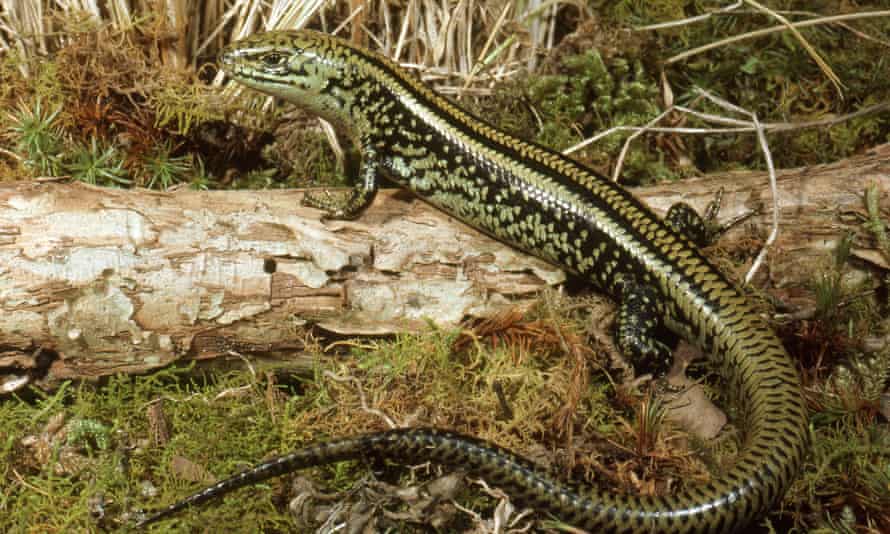 Swamp skink (Lissolepis coventryi), which is probably the living lizard most similar to the new fossil. Swamp skink (Lissolepis coventryi), which is probably the living lizard most similar to the new fossil.