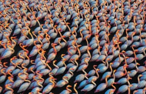 Recovering Nature | An Army Of Flamingos by Mehdi Mohebi Pour

Miankaleh, Iran, March 2022