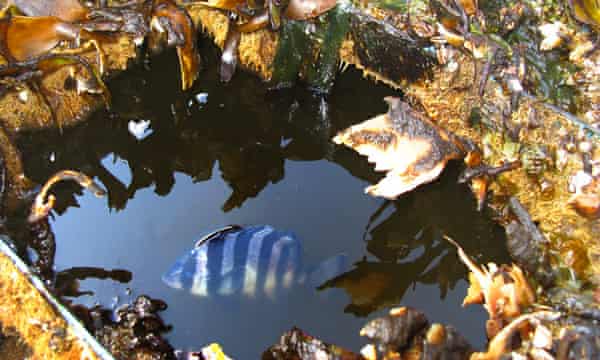 a striped beakfish swims in a water-filled well or bait box
