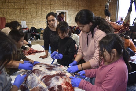 Children on the Rosebud Indian Reservation help process meat from a bison that was shot and butchered at the Wolakota Buffalo Range near Spring Creek, South Dakota.