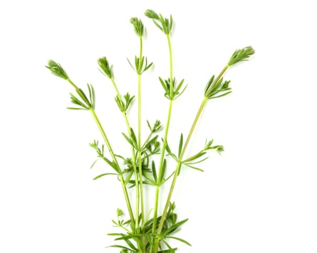The Cleavers (Galium aparine).