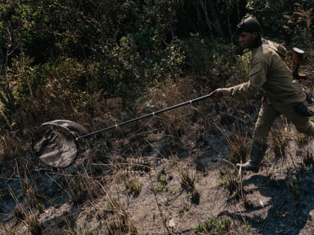 A ranger uses a long-handled net to catch butterflies