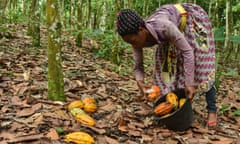 A woman harvesting cocoa in Cameroon