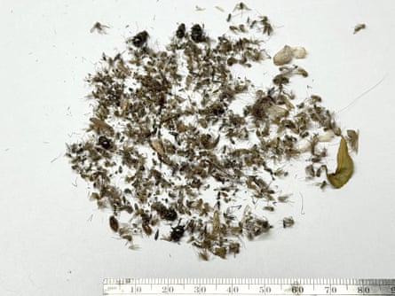 close-up of mosquitoes and bugs caught in trap