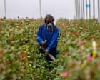 ‘Spraying should be the last option’: how farmers are exploring alternatives to pesticides