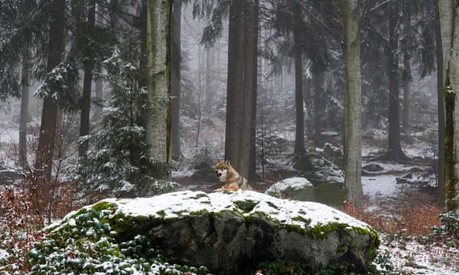 Beauty and the beast: a Eurasian wolf roaming the forest.