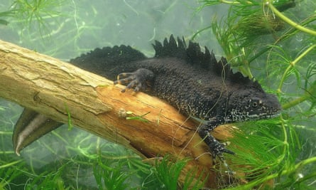 An adult male great crested newt
