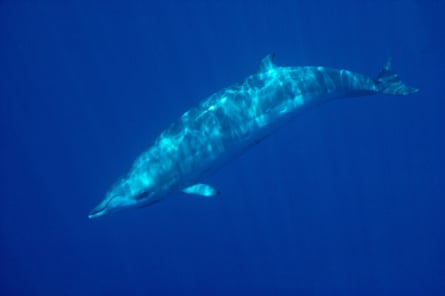 Dappled sunlight on a whale in water