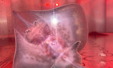 Baby skates on verge of extinction hatched by scientists