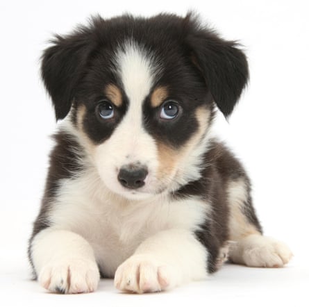 Tricolour Border Collie puppy on a white background.