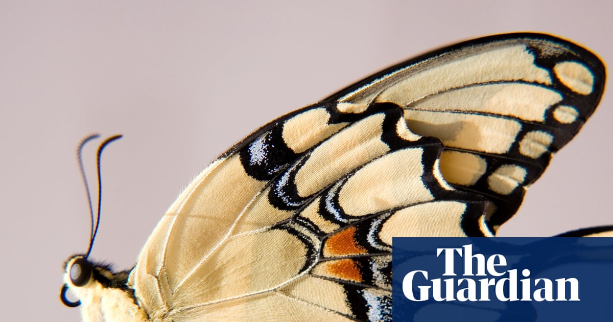 Beautiful butterflies get more attention from the public – and from scientists