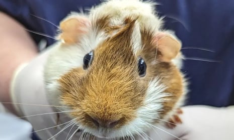 A vet wearing a glove handle the guinea pig