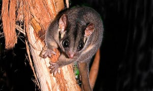 The leadbeaterâs possum