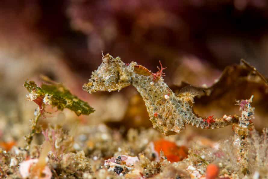 Cavalluccio marino pigmeo giapponese, Ippocampo japapigu