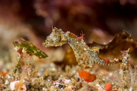 Japanese pygmy seahorse, Hippocampus japapigu