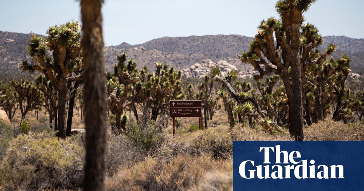 Joshua Trees win long term protection in environmental victory