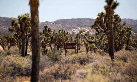 Taken from the desert floor, amid bushes and Joshua trees, with low hills in the distance, a view of a brown wooden sign indicating a trail and campsite.