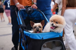 Dogs sit in a pushchair rolled along by their owner