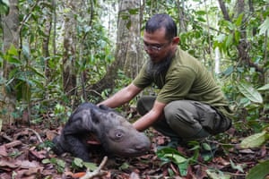 Nesta foto sem data divulgada pelo Ministério do Meio Ambiente e Florestas da Indonésia, o veterinário Zulfi Arsan cuida de um filhote de rinoceronte de Sumatra recém-nascido no Santuário de Rinocerontes de Sumatra, no Parque Nacional Way Kambas, na Indonésia. O rinoceronte de Sumatra, criticamente ameaçado de extinção, nasceu na Ilha de Sumatra, o segundo rinoceronte de Sumatra nascido no país este ano e uma adição bem-vinda a uma espécie que atualmente conta com menos de 50 animais