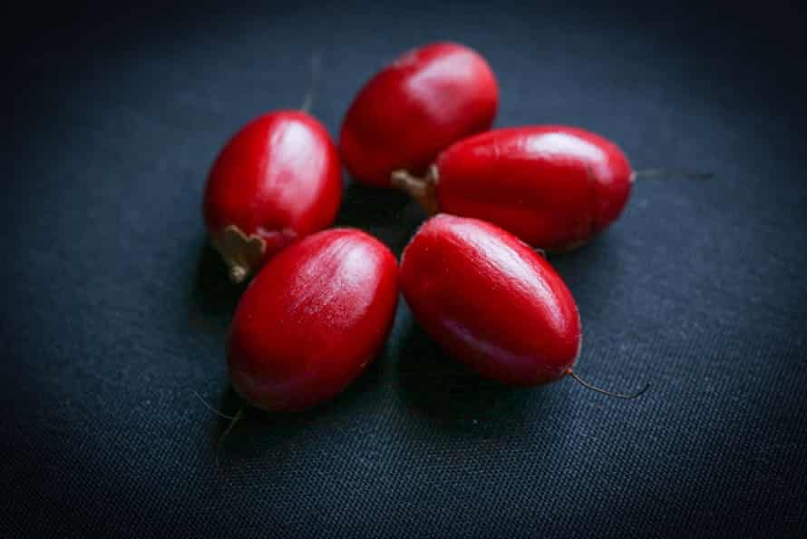 Synsepalum dulcificum berries