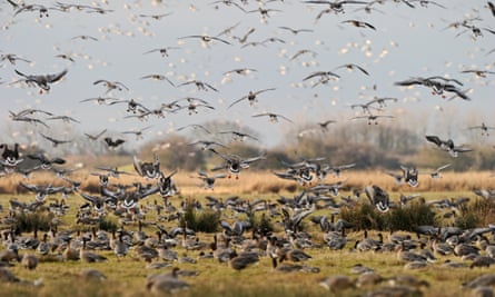 Many pink-footed Geese Anser brachyrynchus in a photo taken at Holkham Norfolk in winter