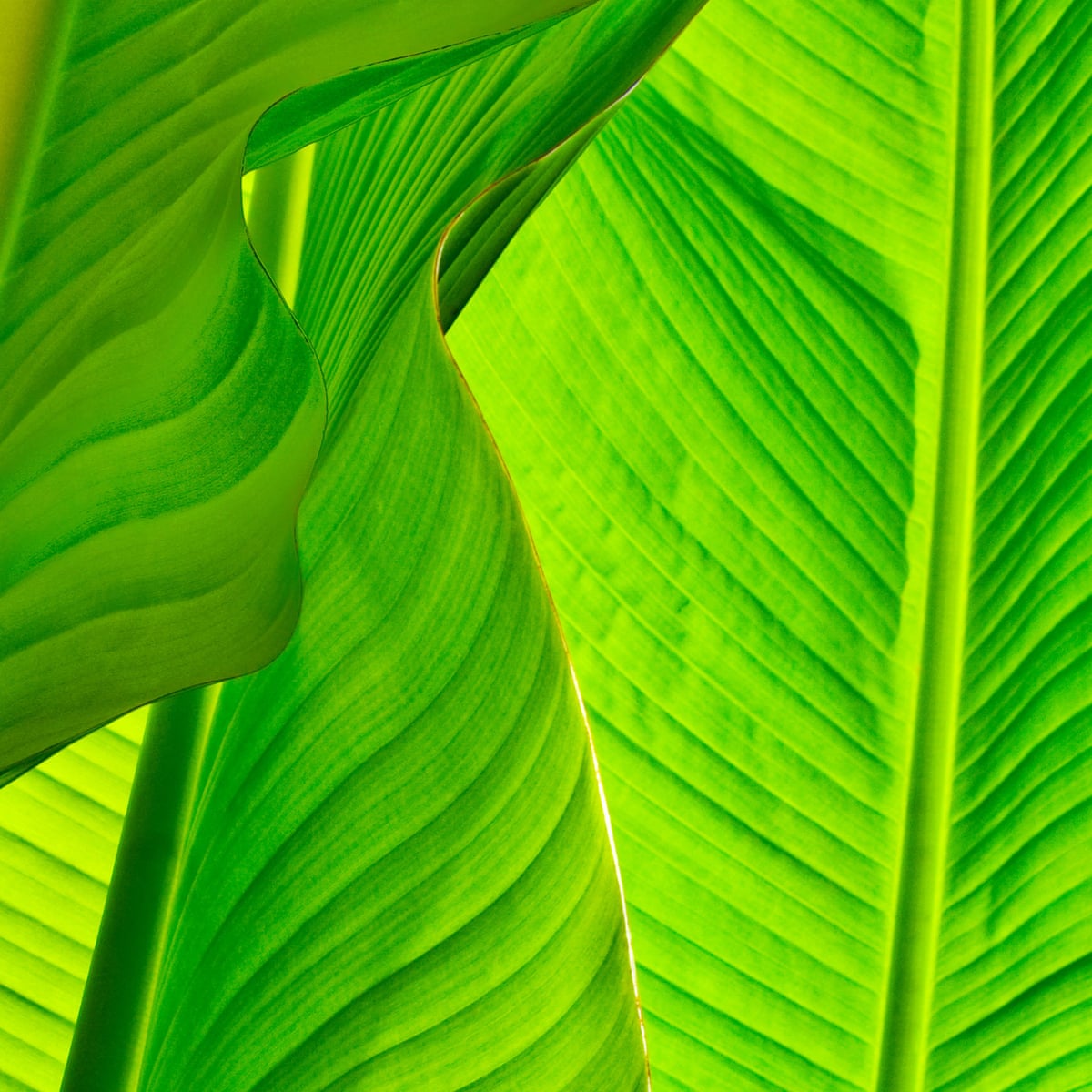 Let S Go Bananas Growing The Leaves In Your Back Garden Gardening Advice The Guardian Let S Go Bananas Growing The Leaves In Your Back Garden Gardening Advice The Guardian