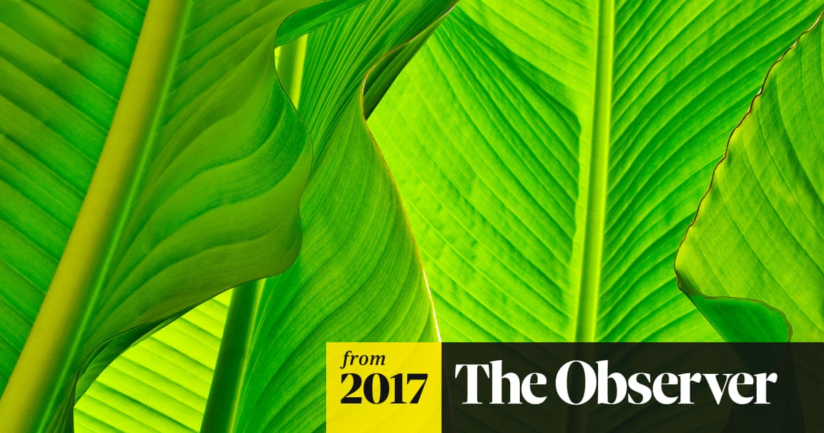 Let’s go bananas: growing the leaves in your back garden