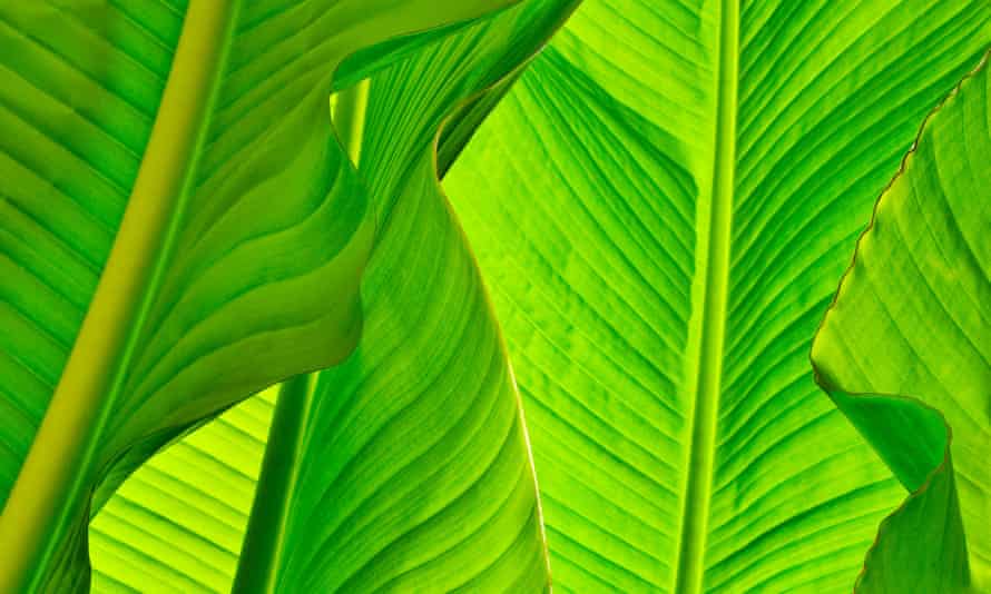 Let S Go Bananas Growing The Leaves In Your Back Garden Gardening Advice The Guardian Let S Go Bananas Growing The Leaves In Your Back Garden Gardening Advice The Guardian