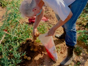 Quail Hill Farm member, Joe Petersen harvesting potatoes in Amagansett, New York on July 18th, 2020.