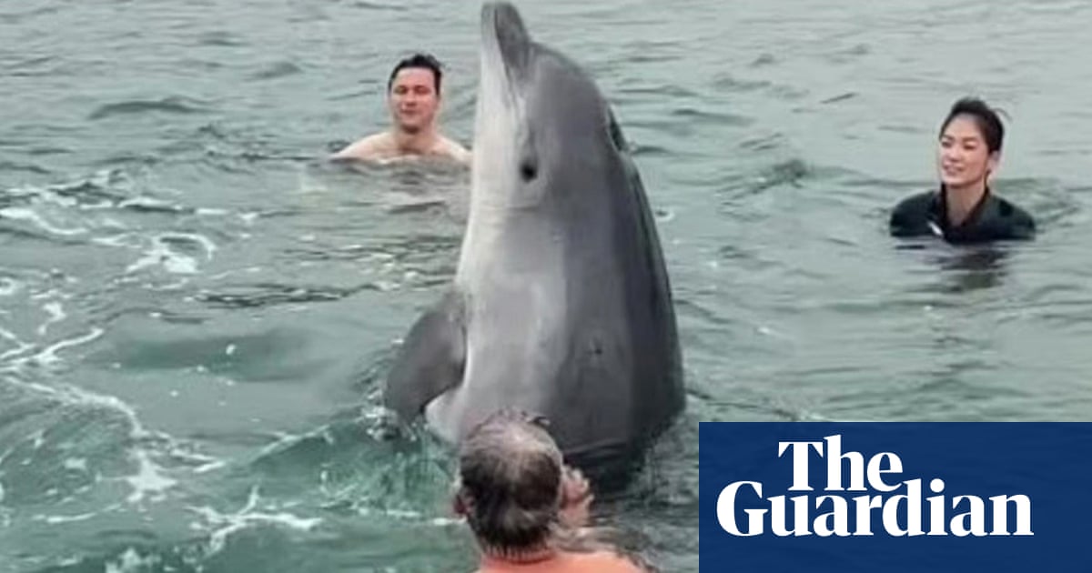 The perilous charm of Reggie the friendly' dolphin