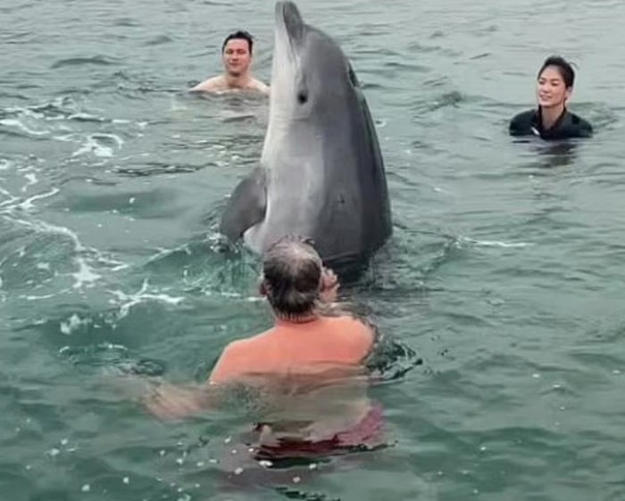 The perilous charm of Reggie the ‘friendly’ dolphin