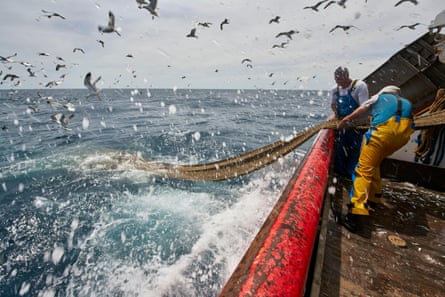Fishers pull in a net while out at sea, with lots of seagulls overhead.
