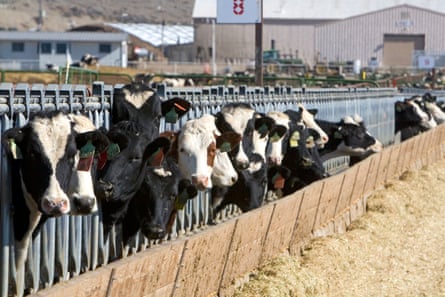 Cattle on a feedlot in Grand View, Idaho