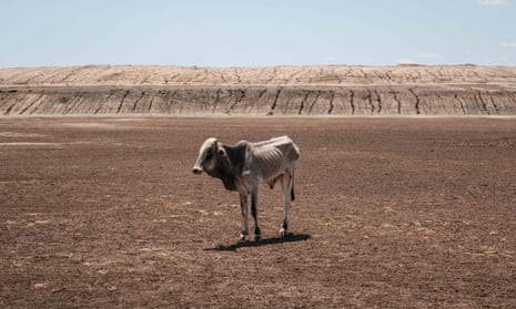 Emaciated cow on drought-stricken land