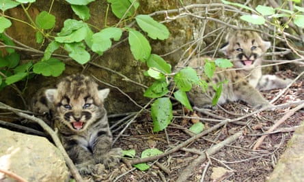 Two female mountain lion kittens seen near a rock in Simi Hills in May 2023.