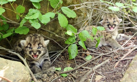 Two pistillate upland lion kittens seen adjacent a stone successful Simi Hills successful May 2023.