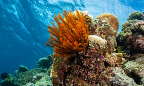 Reef Top, Great Barrier Reef, Australia