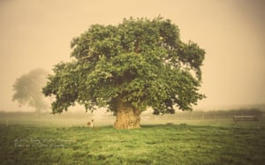 Pedunculate Oak (Quercus robur), over 500 years, Newtown, Powys, Wales, UK
