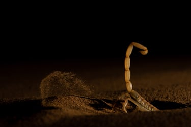 A scorpion halfway down a hole it is excavating with its tail and sting sticking up in the air