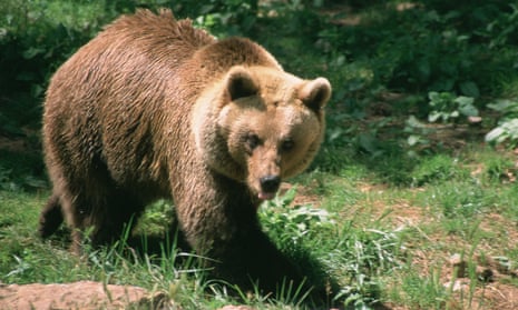 A brown bear in the French Pyrenees