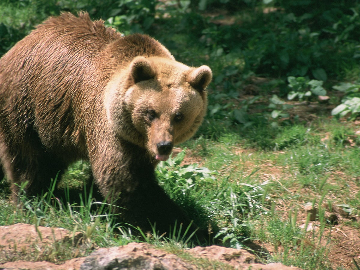 French Government To Launch Legal Action Against Bear Killers